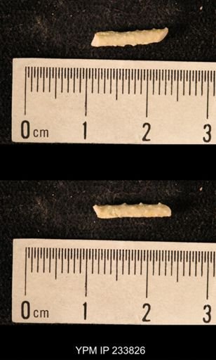 Archaeocidaris sp.