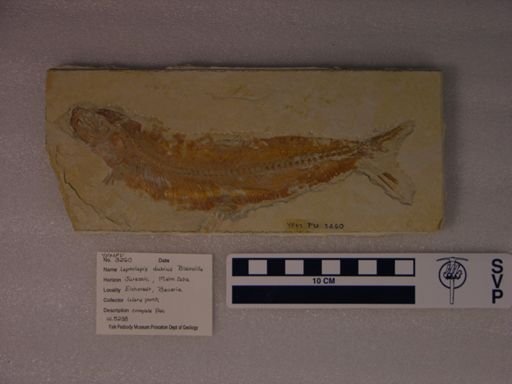 Leptolepis dubius