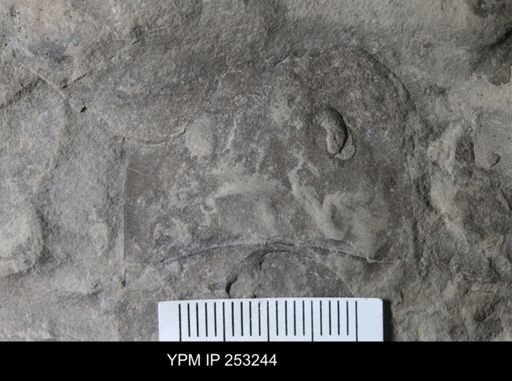 Eurypterus sp.