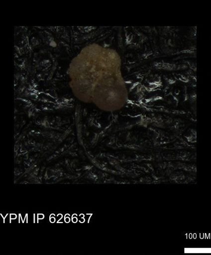 undet. Foraminiferida