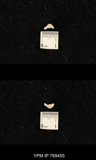 undet. Bryozoa