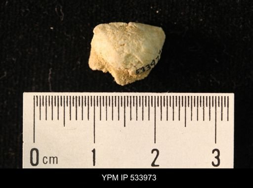 Rafinesquina minnesotensis