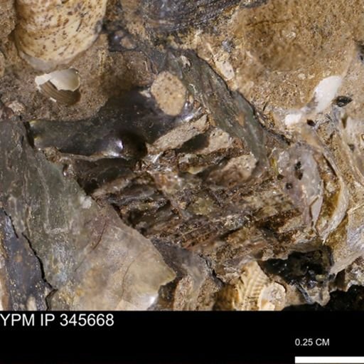 undet. Ammonoidea