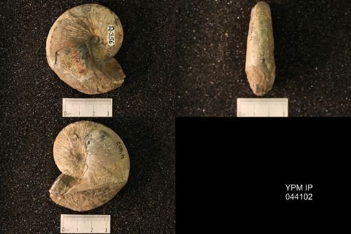 Hoploscaphites nicolletii