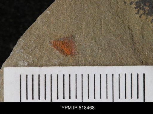 undet. Synziphosurina