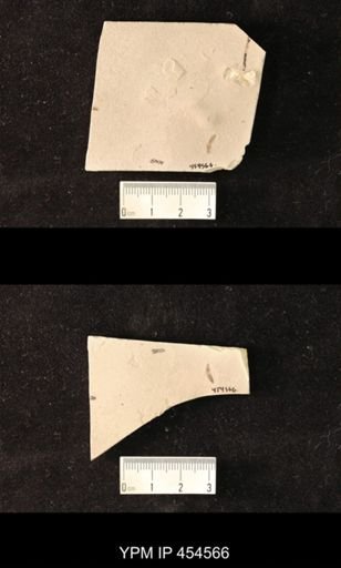 undet. Staphylinidae