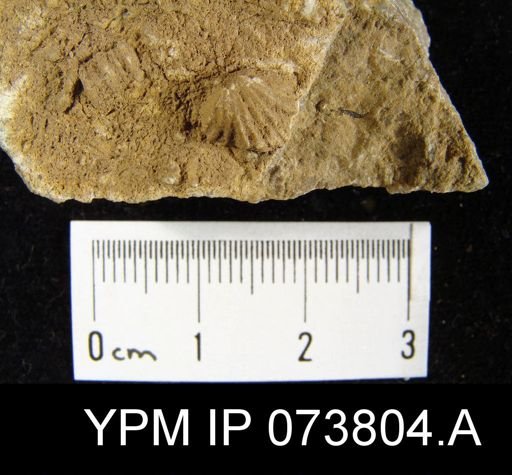 Camarotoechia perryvillensis