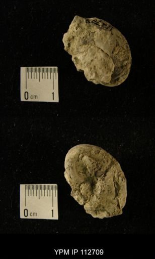 undet. Platyceratoidea
