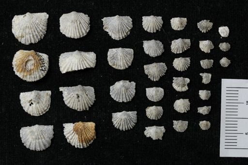 Stropheodonta sp.