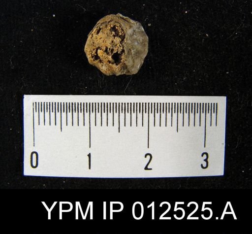 Pugnoides pinguis