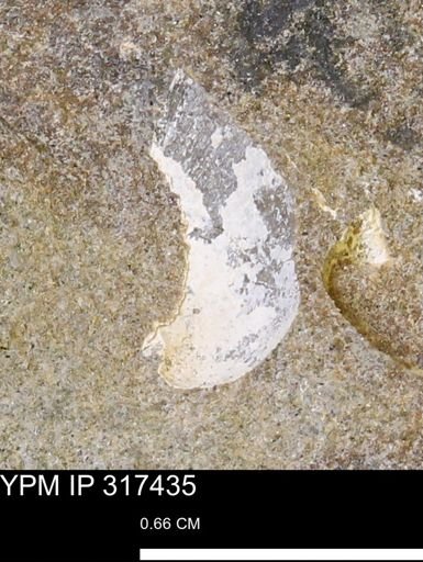 undet. Mollusca