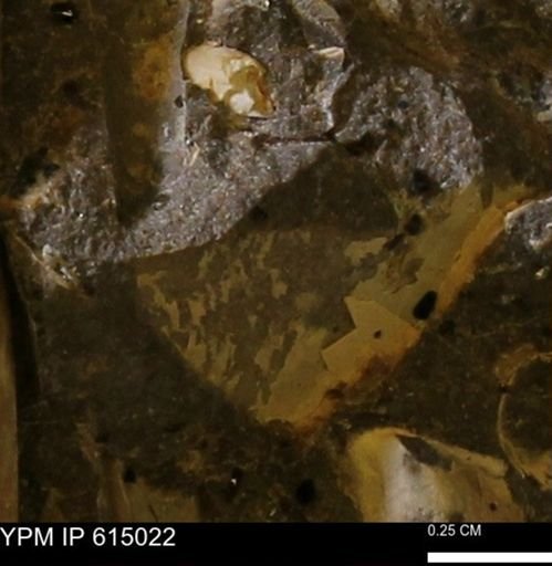 undet. Mollusca