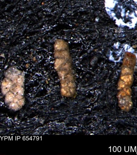 Ammobaculoides phaulus