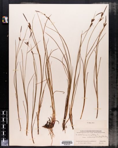 Carex saxatilis