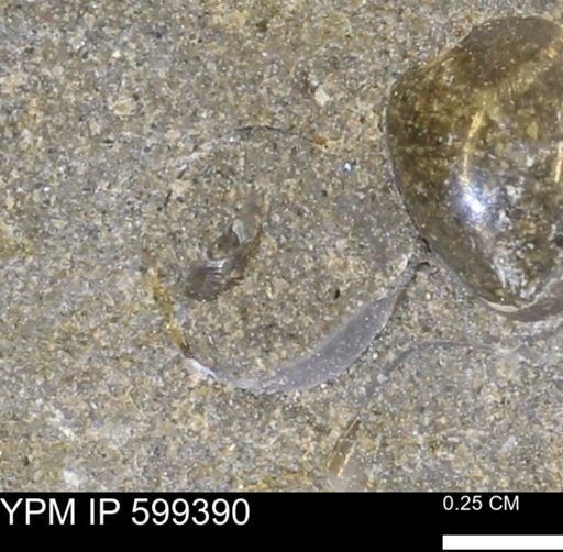 undet. Bivalvia
