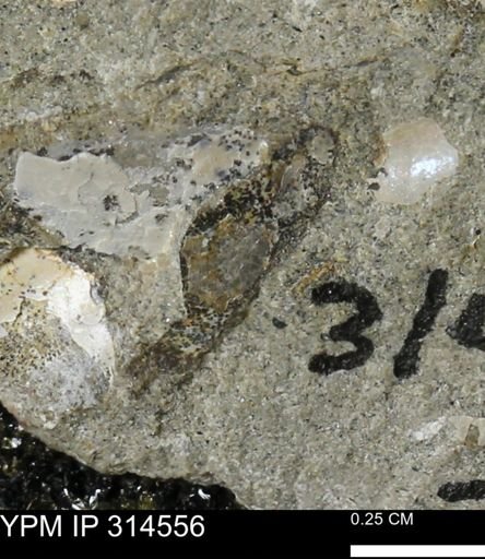 undet. Mollusca