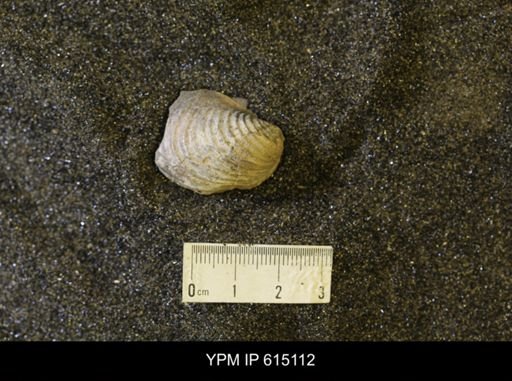 Inoceramus sp.