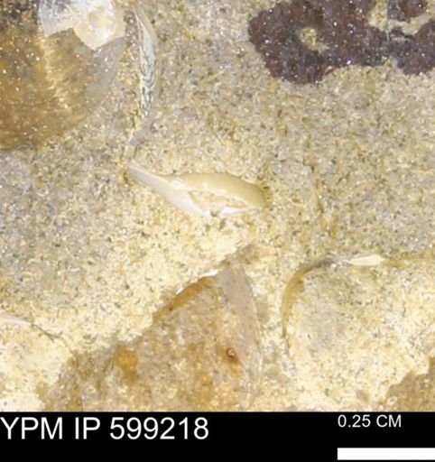 undet. Bryozoa