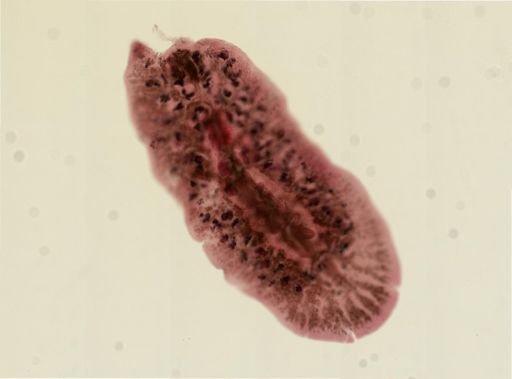 Euplana gracilis