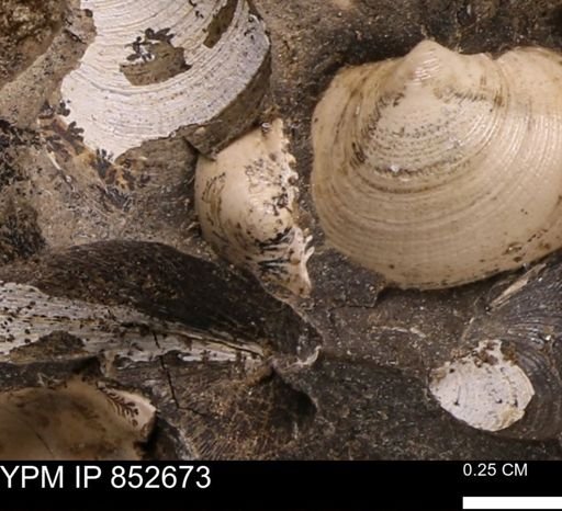 Limopsis striatopunctatus