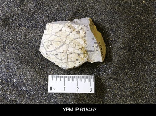 Inoceramus sp.