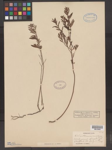 Helianthemum canadense