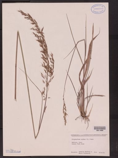 Sorghastrum nutans