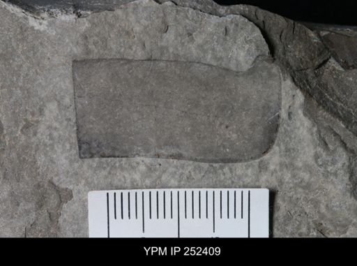 undet. Eurypterida