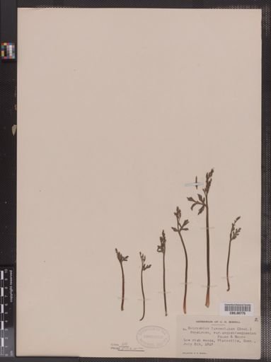Botrychium lanceolatum