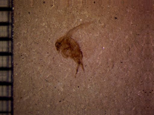 undet. Mordellidae