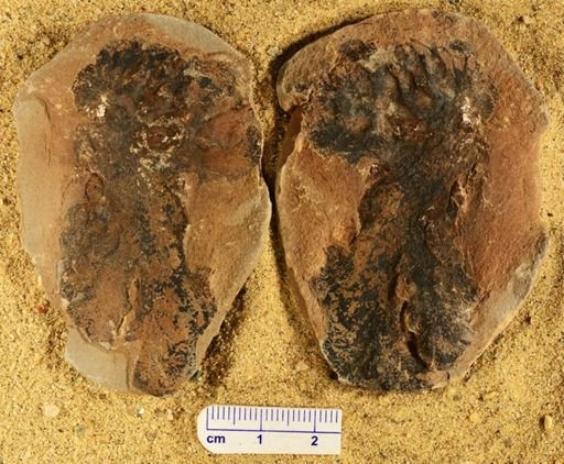 Aphlebia