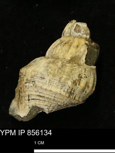 Drepanochilus sp.