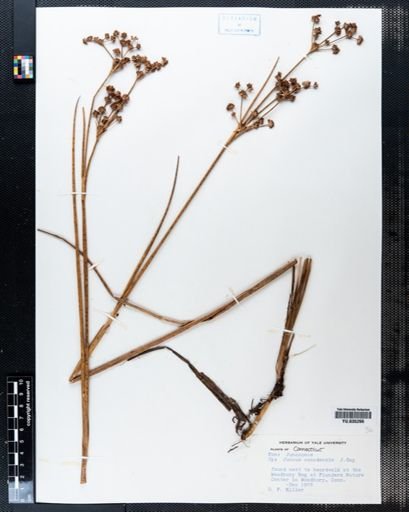 Juncus canadensis