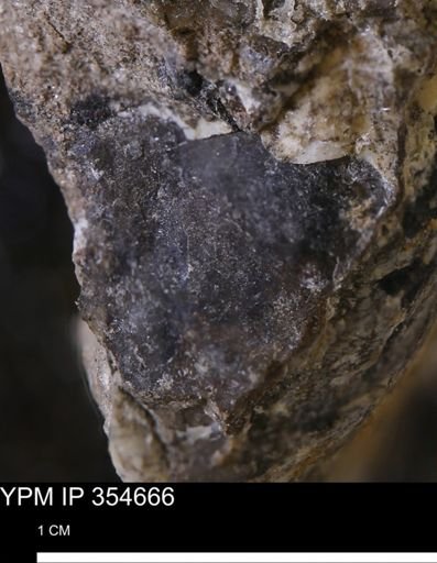 Pseudoptera subtortuosa