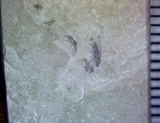undet. Diptera