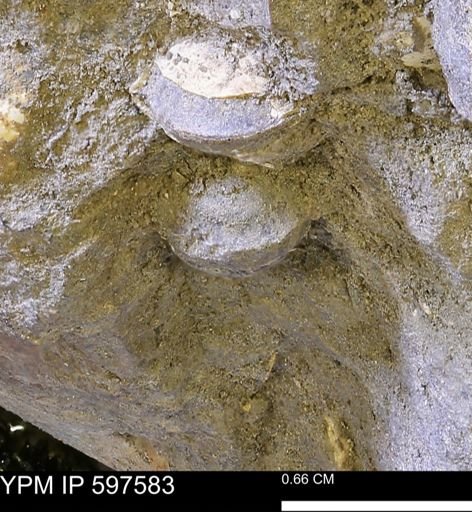 undet. Bivalvia