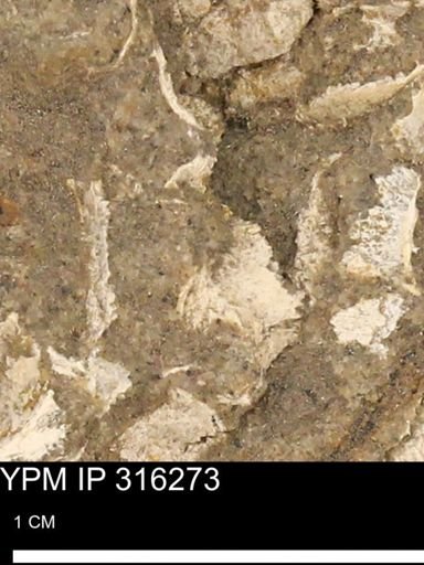 undet. Mollusca