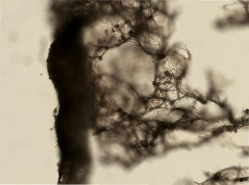 Haliclona sp.