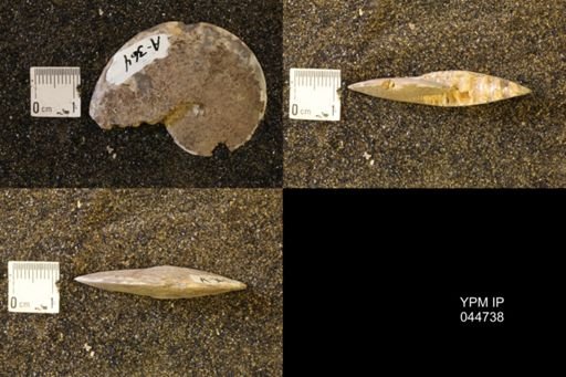 Sphenodiscus lenticularis