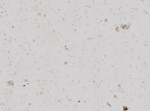 Haliclona sp.