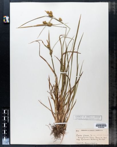Carex viridula