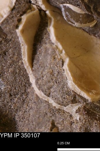 undet. Bivalvia