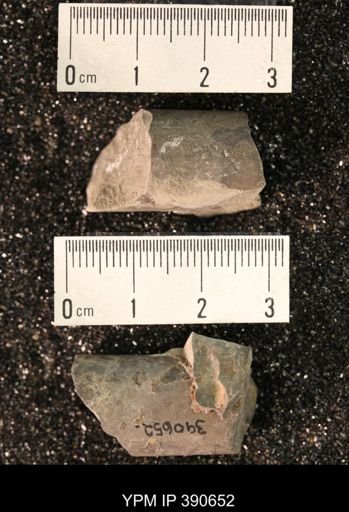 Baculites sp.