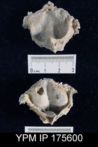 Institella sp.