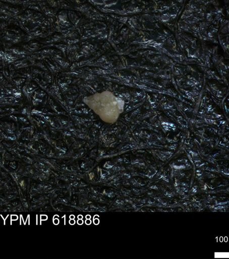undet. Heterohelicidae