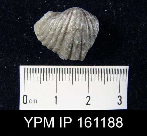 Platystrophia biforata