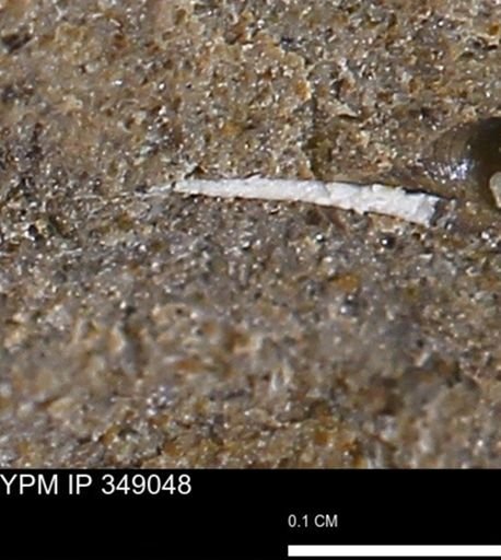 undet. Mollusca