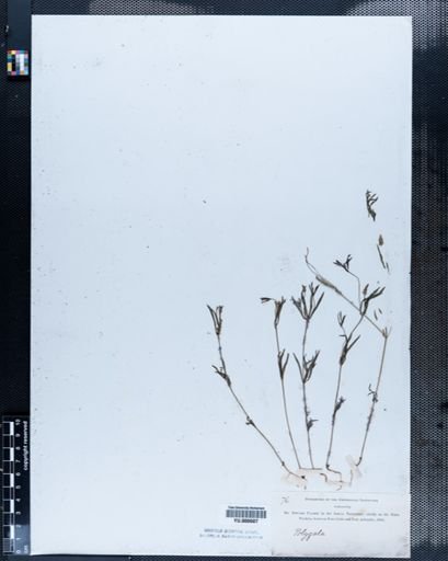 Polygala