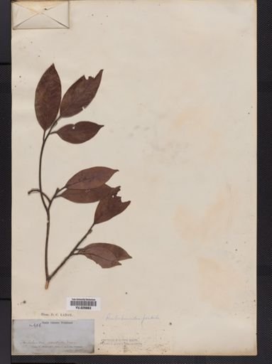 Beilschmiedia pendula