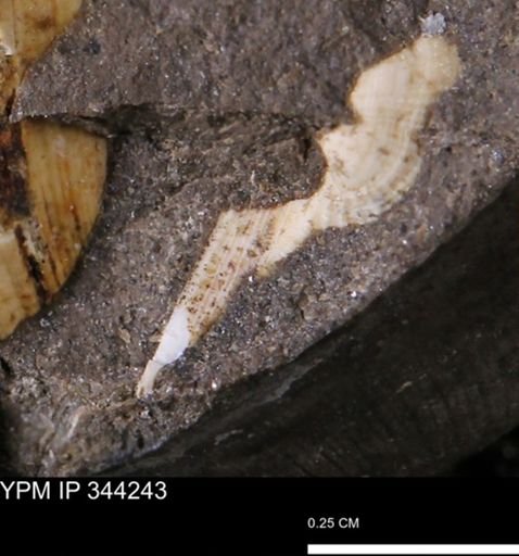 undet. Bivalvia